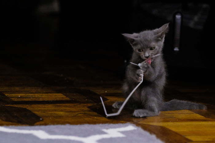 Getting Cozy With A Piece Of Trash