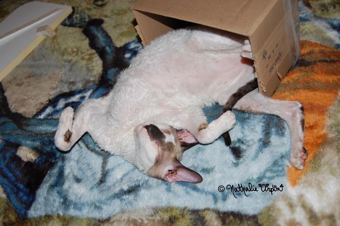 My Cat Neko Always Try To Fit In The Box He Found ... Even If It's Realy Not His Size ... :p