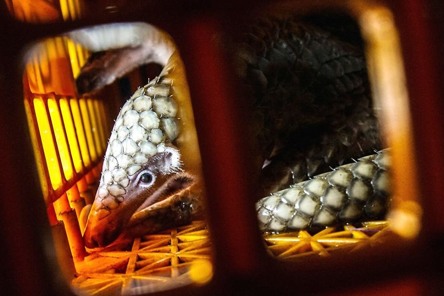 No Trade, No Killing: 200+ Muggled Pangolins Tracked Down In Indonesia No Trade, No Killing: 200+ Muggled Pangolins Tracked Down In Indonesia