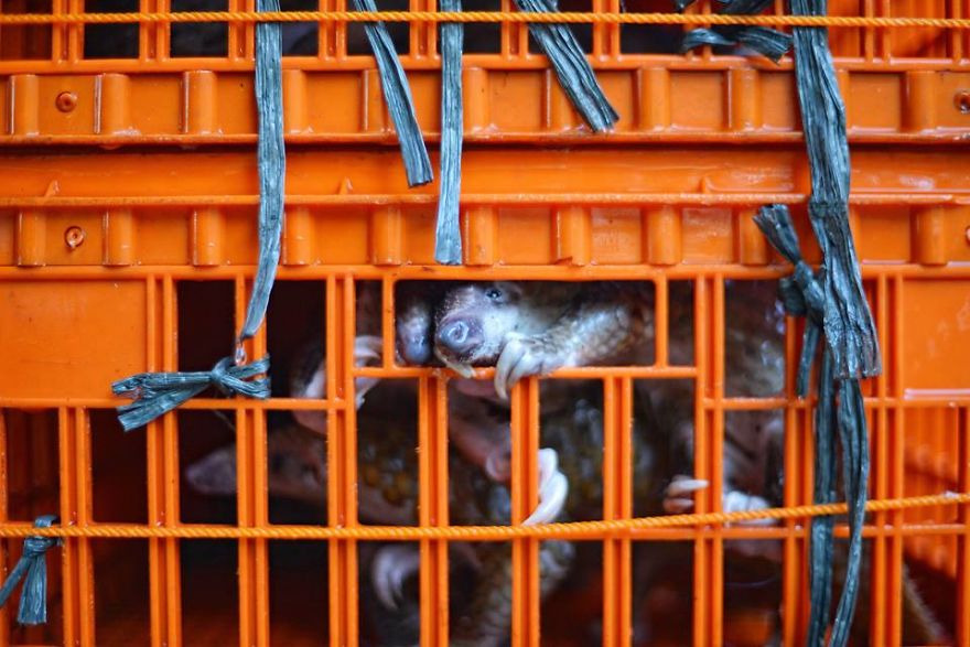 No Trade, No Killing: 200+ Muggled Pangolins Tracked Down In Indonesia No Trade, No Killing: 200+ Muggled Pangolins Tracked Down In Indonesia