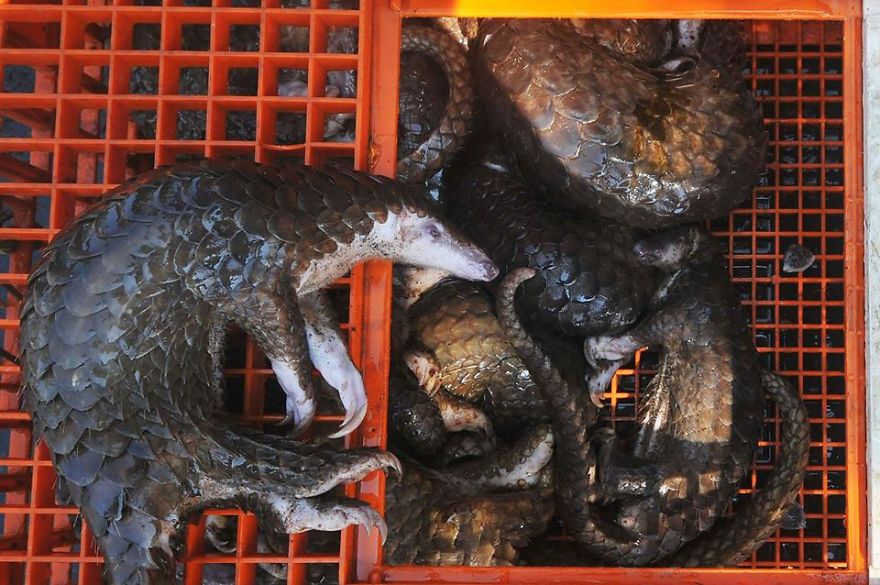 No Trade, No Killing: 200+ Muggled Pangolins Tracked Down In Indonesia No Trade, No Killing: 200+ Muggled Pangolins Tracked Down In Indonesia