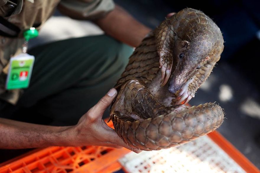 No Trade, No Killing: 200+ Muggled Pangolins Tracked Down In Indonesia