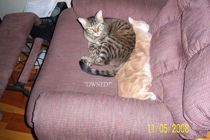 Simba Didn't Like Buttercup The New Cat In Town For A Little Bit Until He Got Used To Him. Only One Word Could Ever Describe This... Owned!!! "he's Mine, You Can't Have Him Anymore!" (buttercup Was So Laid Back. He Didn't Care As Long As He Could Nap.)