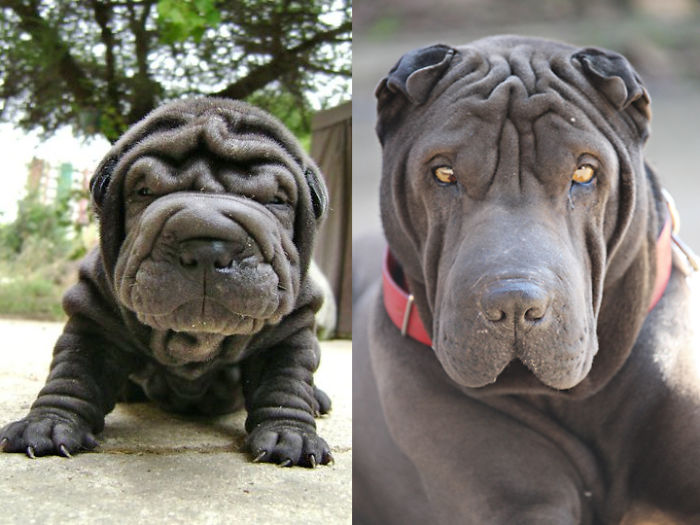Once A Wrinkled Puppy, Always A Wrinkled Dog