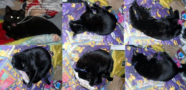 Ozzy Is A Catnip Addict!