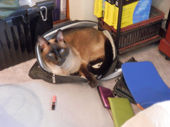 This Is Tojo. He Frequently Scrapes All My Stuff Out Of My Bag Onto The Floor, So He Can Make A Nest For Himself.