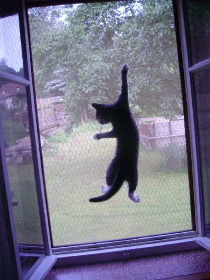 Destroyer Of Window Mosquito Nets