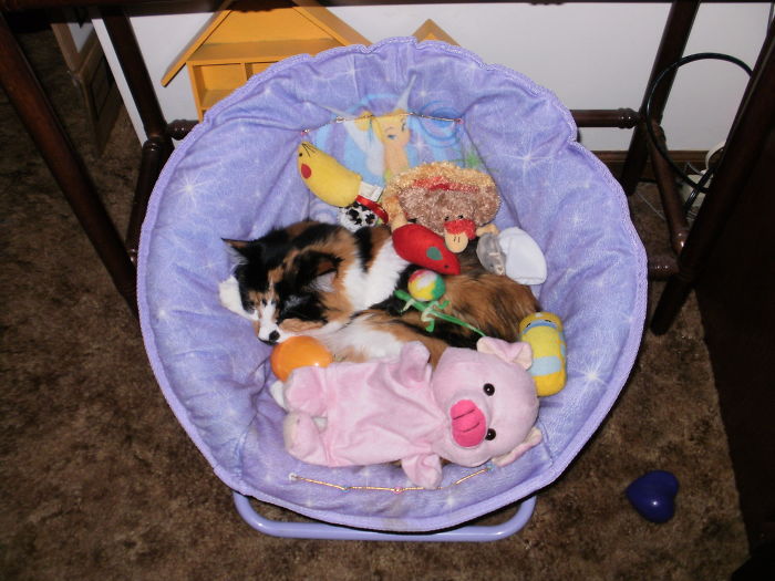 Her Favorite Chair And Mom Is Messing With Her.