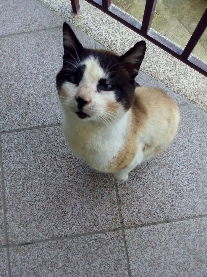 My Cat Decided To Put Some Blush... I Guess He Thinks He's A Lady...