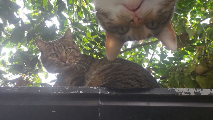 Maui Photobombs Manolo! Always A Diva...