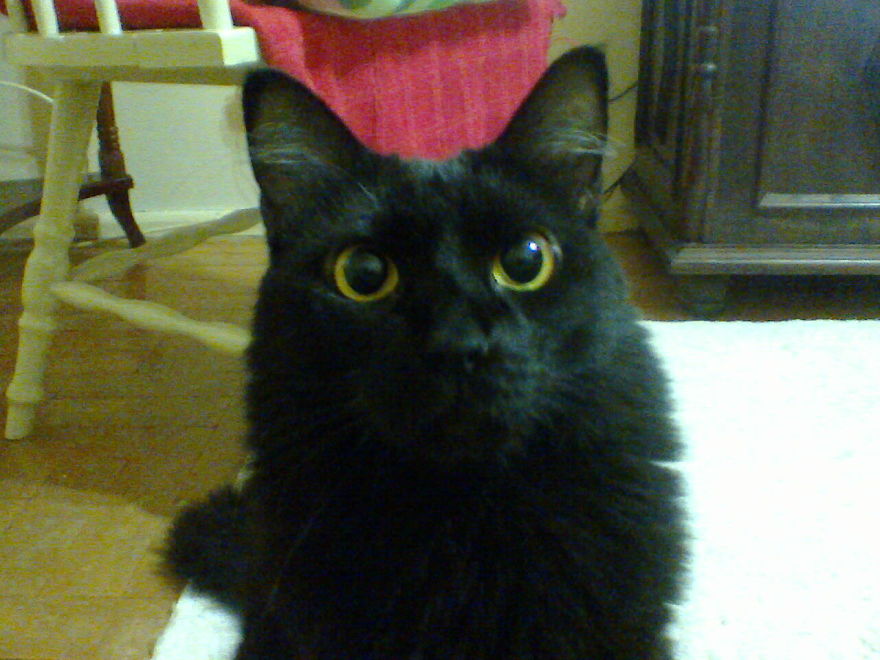 Are You Going To Give Me A Snack Or Not?