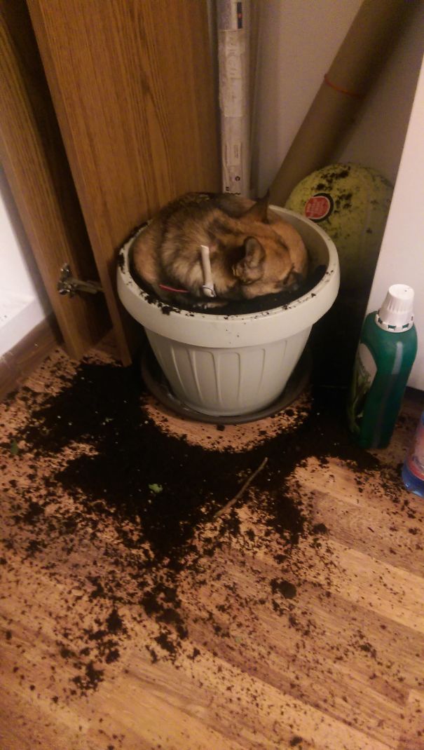What Do You Wanna Be When You Grow Up? My Dog Decided To Be A Plant. :-|