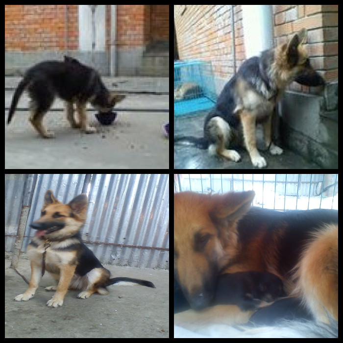 And Now She Is Bhunte's Wife, They Were Puppies Together And Now Have Puppies Together.