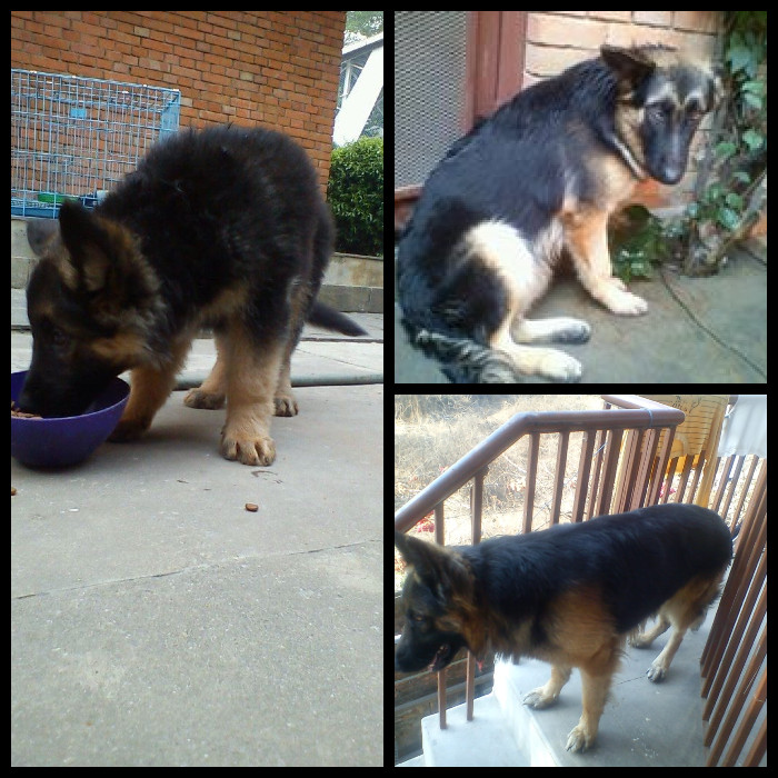 Our Pet Bhunte, Growing Up.