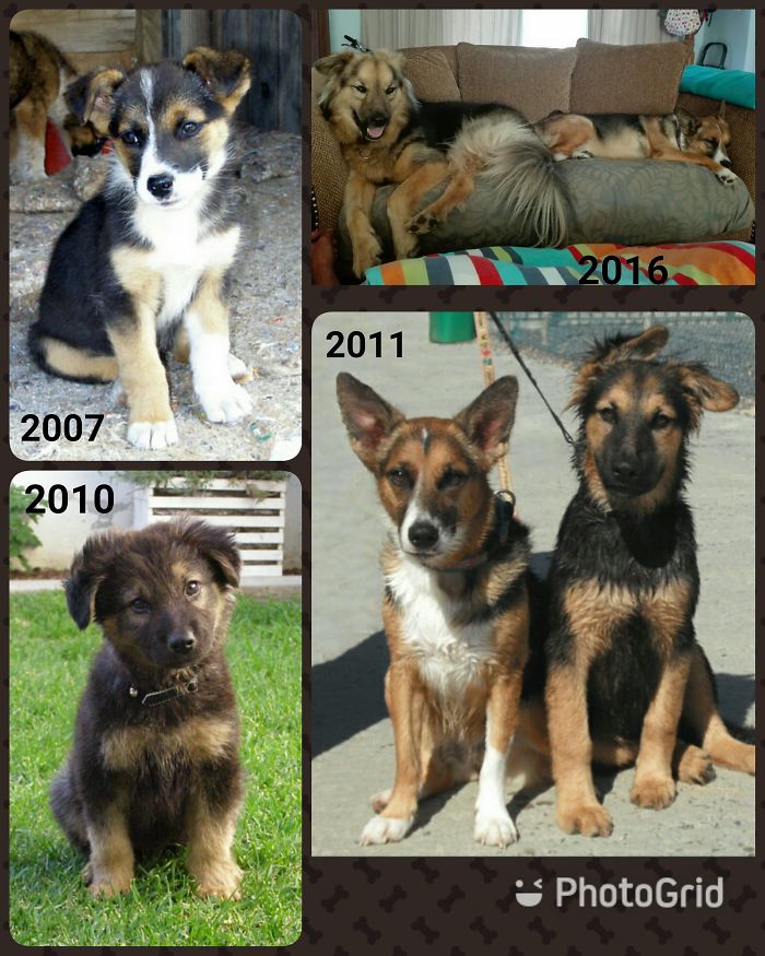 Our Two Dogs Both Adopted From Animal Welfare Organisations