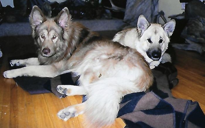 Symtai And "big" Sis Riz-2 Years. The Absolute Loves Of My Life. (14 Years Each) R.i.p, My Pooper And Wagger. I Can't Wait To See You Again. Miss You Like Oxygen.