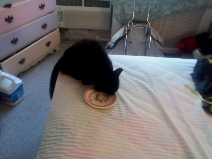 Cher Liked To Eat Everyplace Even The Bed.