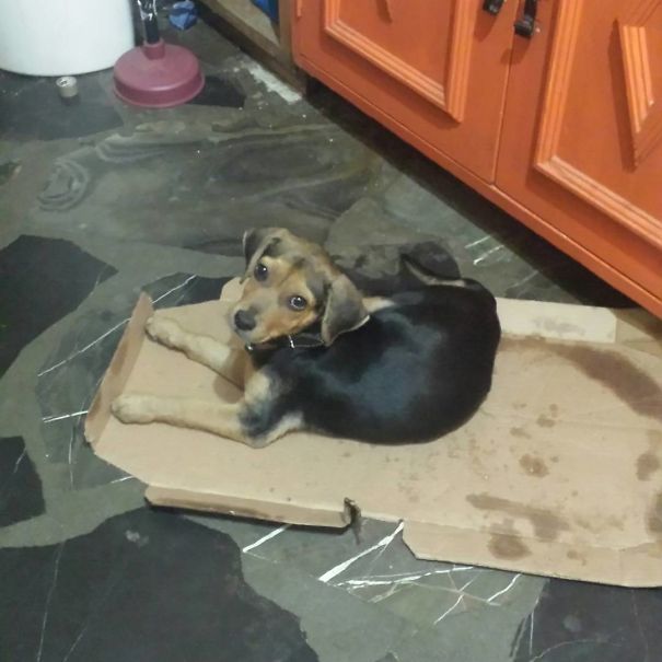 She Likes To Sleep In/on Pizza Boxes. Just Like Her Human Brother.