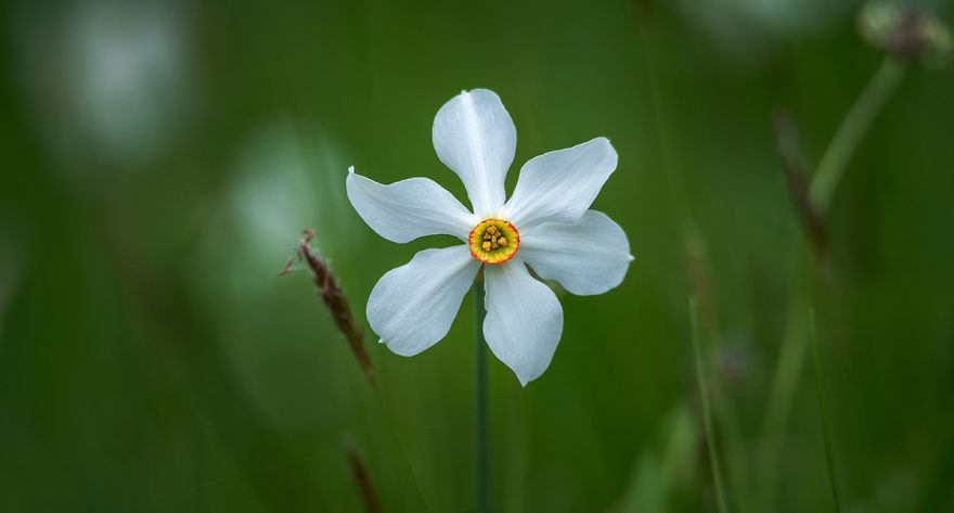 I Photographed Daffodils On The Slopes Of Mt. Golica I Photographed Daffodils On The Slopes Of Mt. Golica