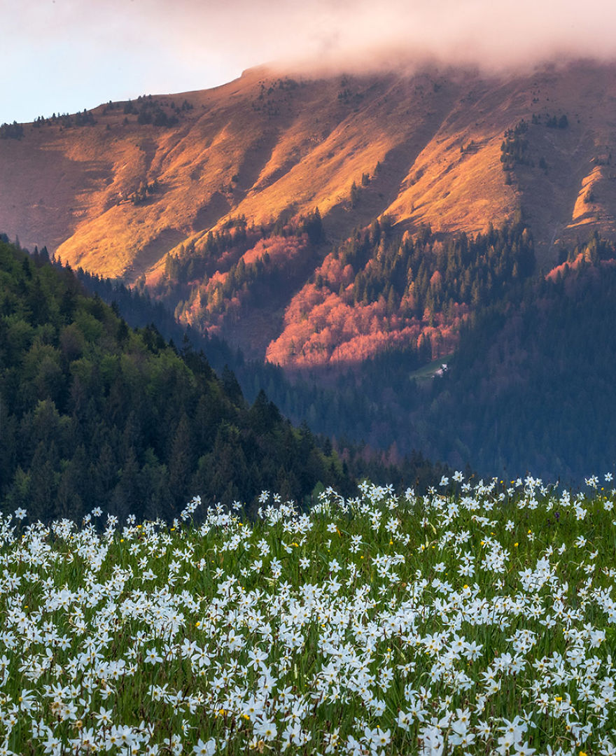 I Photographed Daffodils On The Slopes Of Mt. Golica I Photographed Daffodils On The Slopes Of Mt. Golica