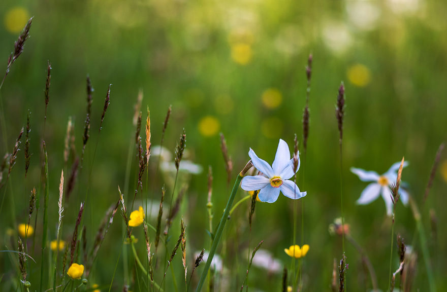 I Photographed Daffodils On The Slopes Of Mt. Golica I Photographed Daffodils On The Slopes Of Mt. Golica