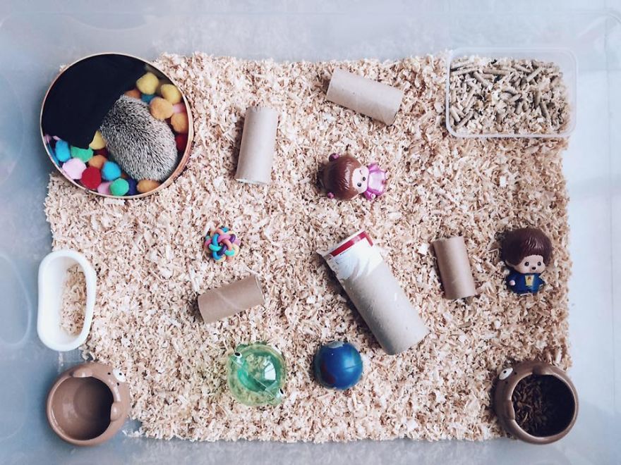 Pokey My First Hedgehog Pet