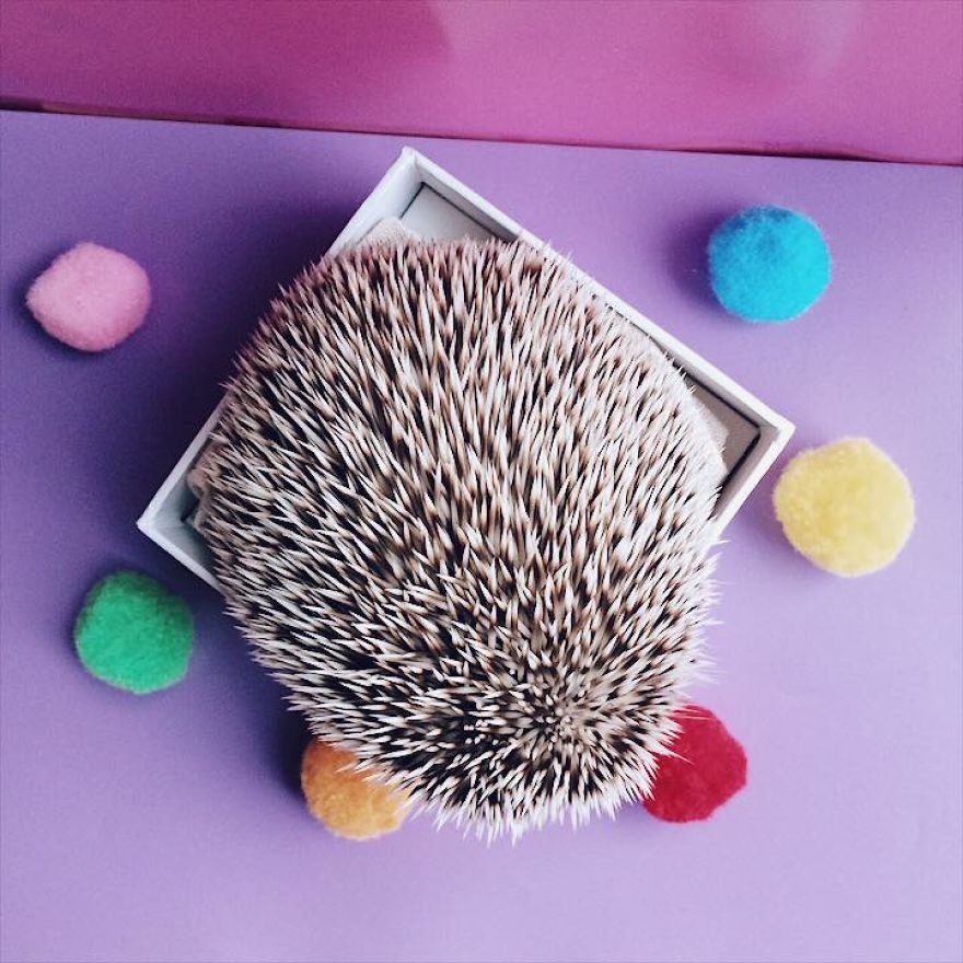 Pokey My First Hedgehog Pet