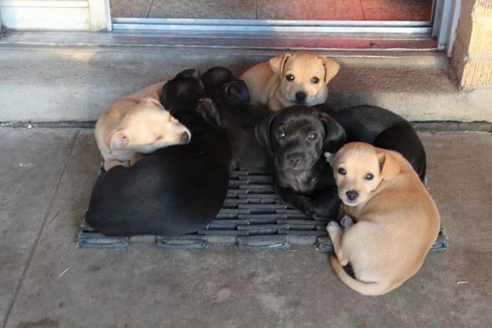 6 Girls At About 8 Weeks