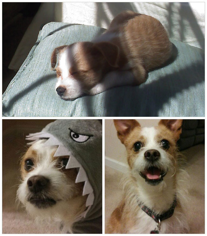 Reno Bambino - 8 Weeks To 7 Years