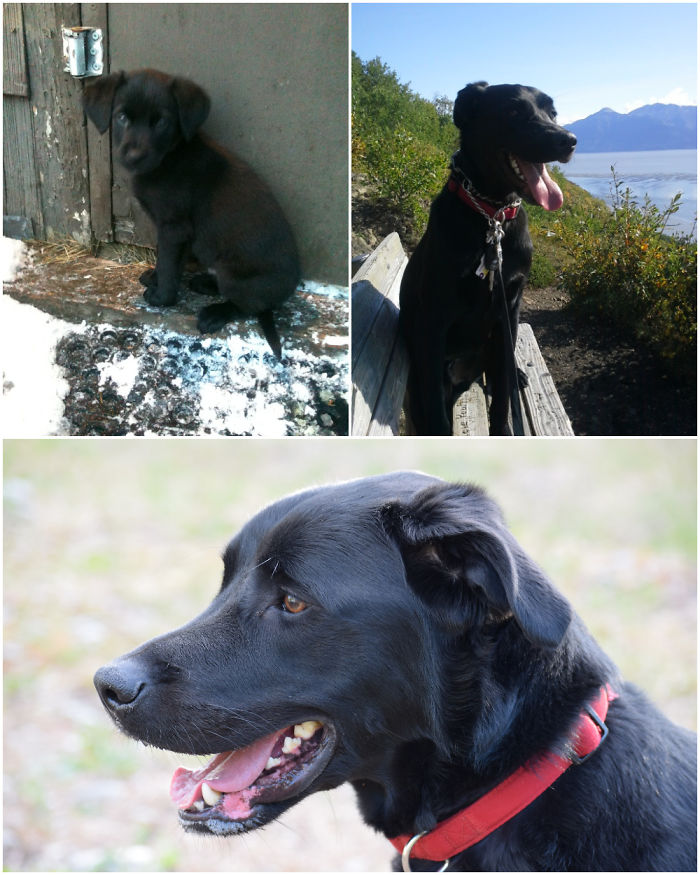 Rumo: 2 Months, 1 1/2 Years, 3 Years My Best Friend And Forever Fur-baby