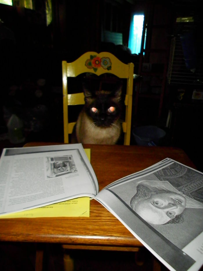 This Was Over The Summer And Caught My Cat Like This With My Summer Reading