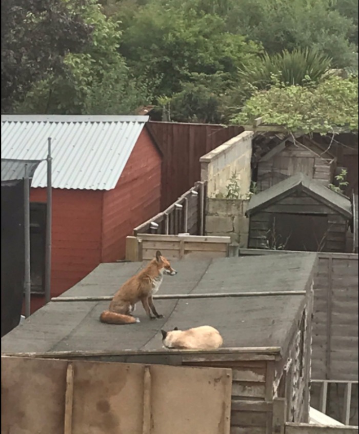 My Friend's Cat, Chilling With His New Bff