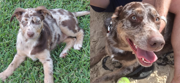 Pepper, 3 Months Old & 2 Years Old