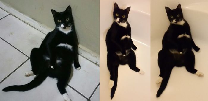 My Cat Jesse Always Sits Like This. Especially When She Hops Into The Bathtub.