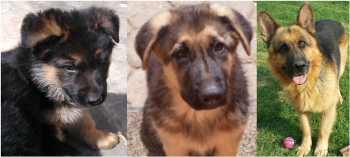 This Is Blade, He Is Now 7 Years Old And Very Very Handsome