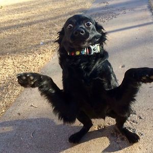 alfaistheboss avatar