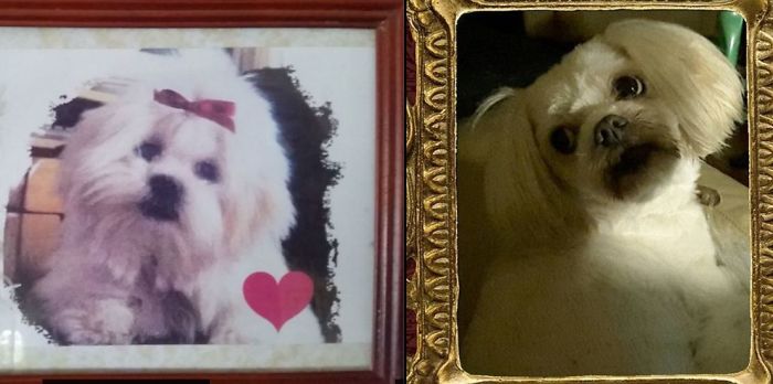 Tasha At 4months On Left And.... Tasha At 14years 6months .26/12/02---8/6/17rip.