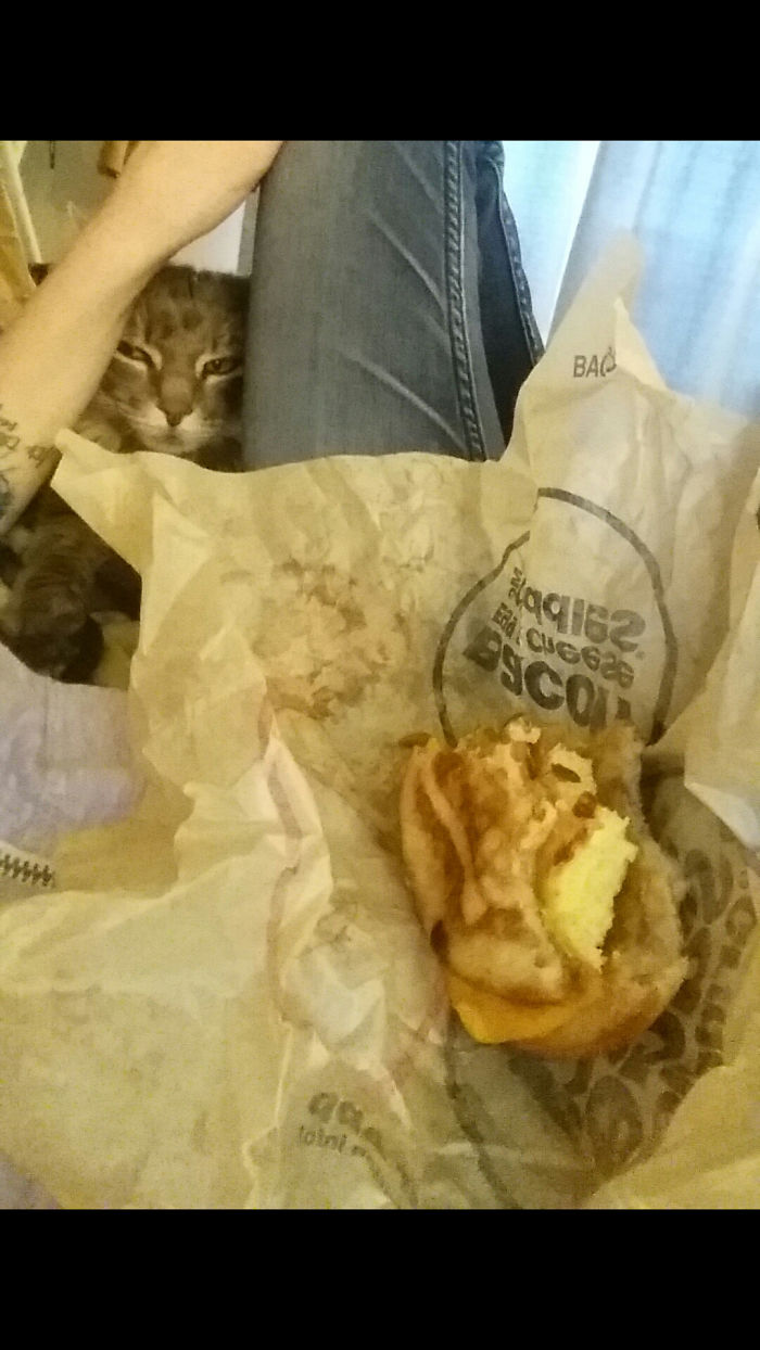 My Cat Thinks Everything I Eat Is Also For Her, And She Stalks Me For It.