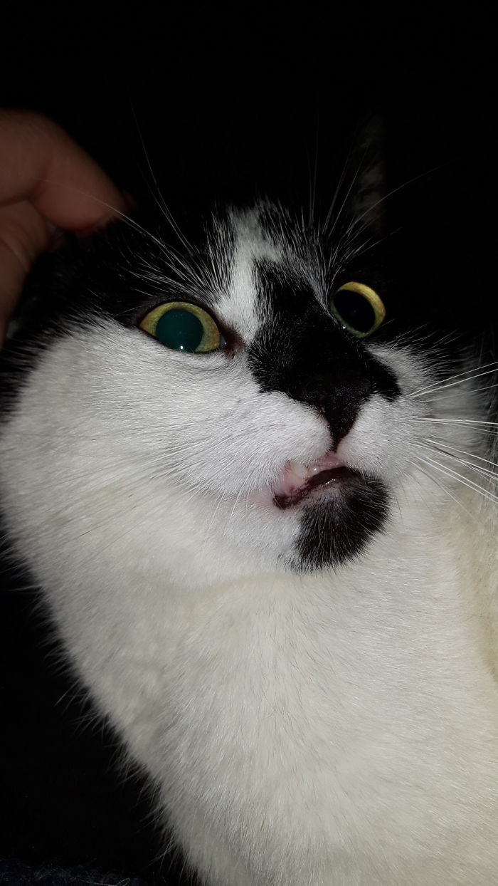 My Cats Upper Lip Is Always Getting Caught On Her Teeth.