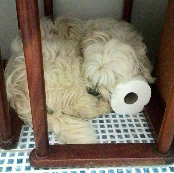 Comfort Above All. Yes, My Pillow Is An Toilet Paper...