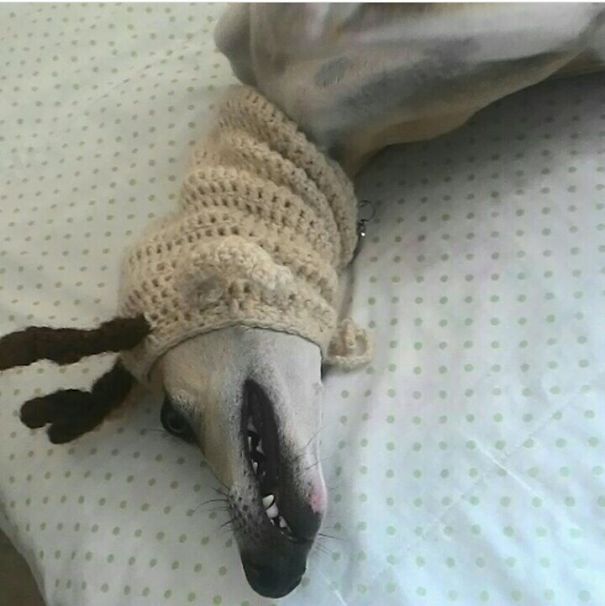 Ok, That's Not A Dog, But A Very Weird Reindeer.