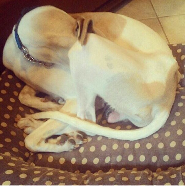 Sleeping Like A Bird