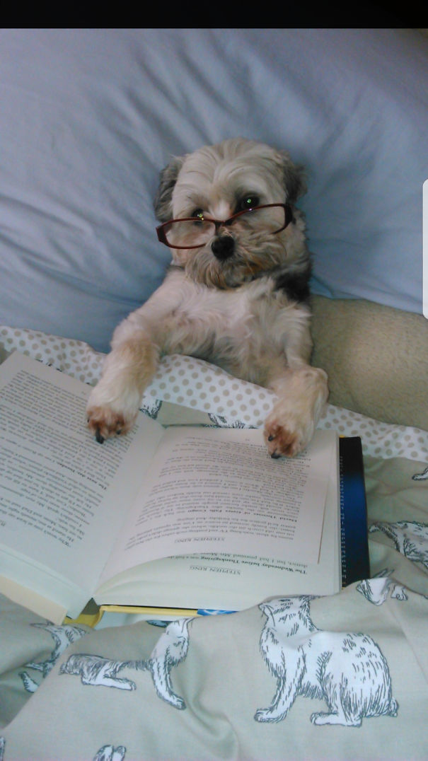 Bit Of A Bookworm My Dog! Stephen King Of Course!
