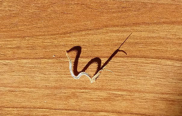 The Shadow Of This Dead Centipede Looks Like A Medieval Sea Serpent From Asian History