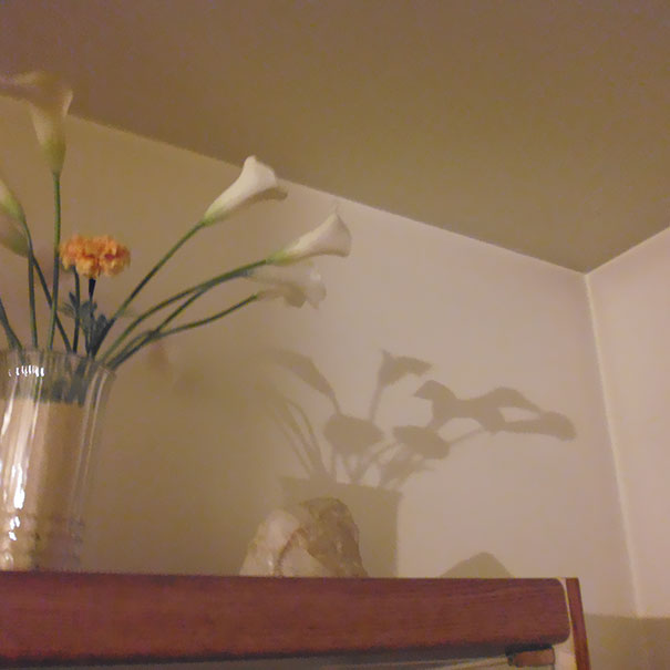 Spot The Horse Or Fox