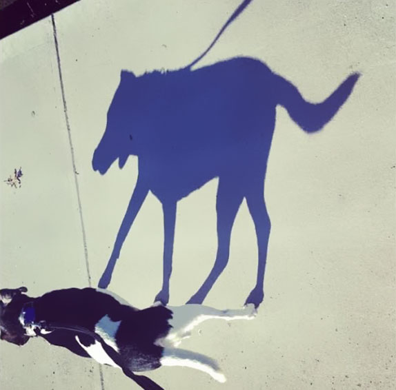 Mini-Horse Shadow