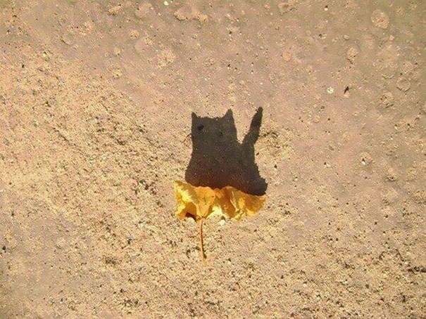 A Shadow Of A Fallen Leaf Looks Like A Cat