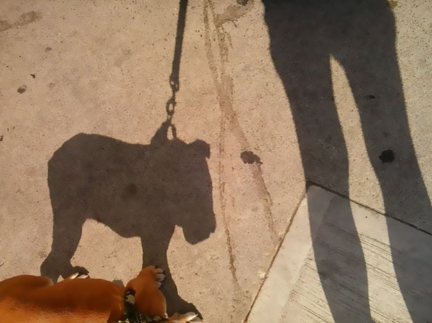 My Bulldog's Shadow Looks Like A Hippo
