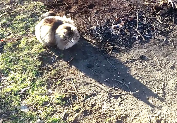 My Cats Shadow Looks Like Batman