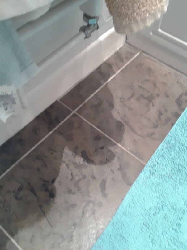 Interpret This Shadow How You Like But I See A Sad Dog